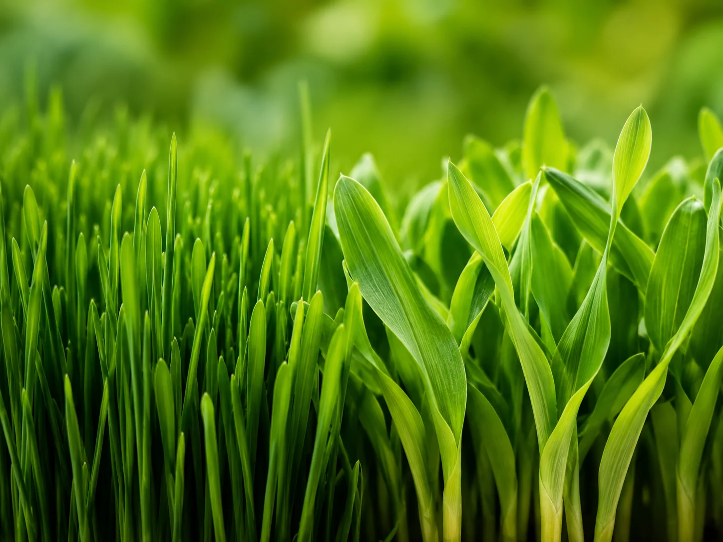 A stand of wheatgrass blades cut at the second leaf