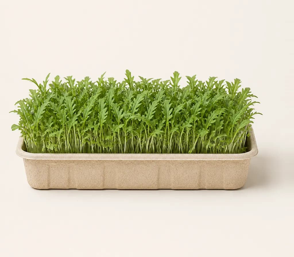 A tray of Arugula microgreens at cutting stage