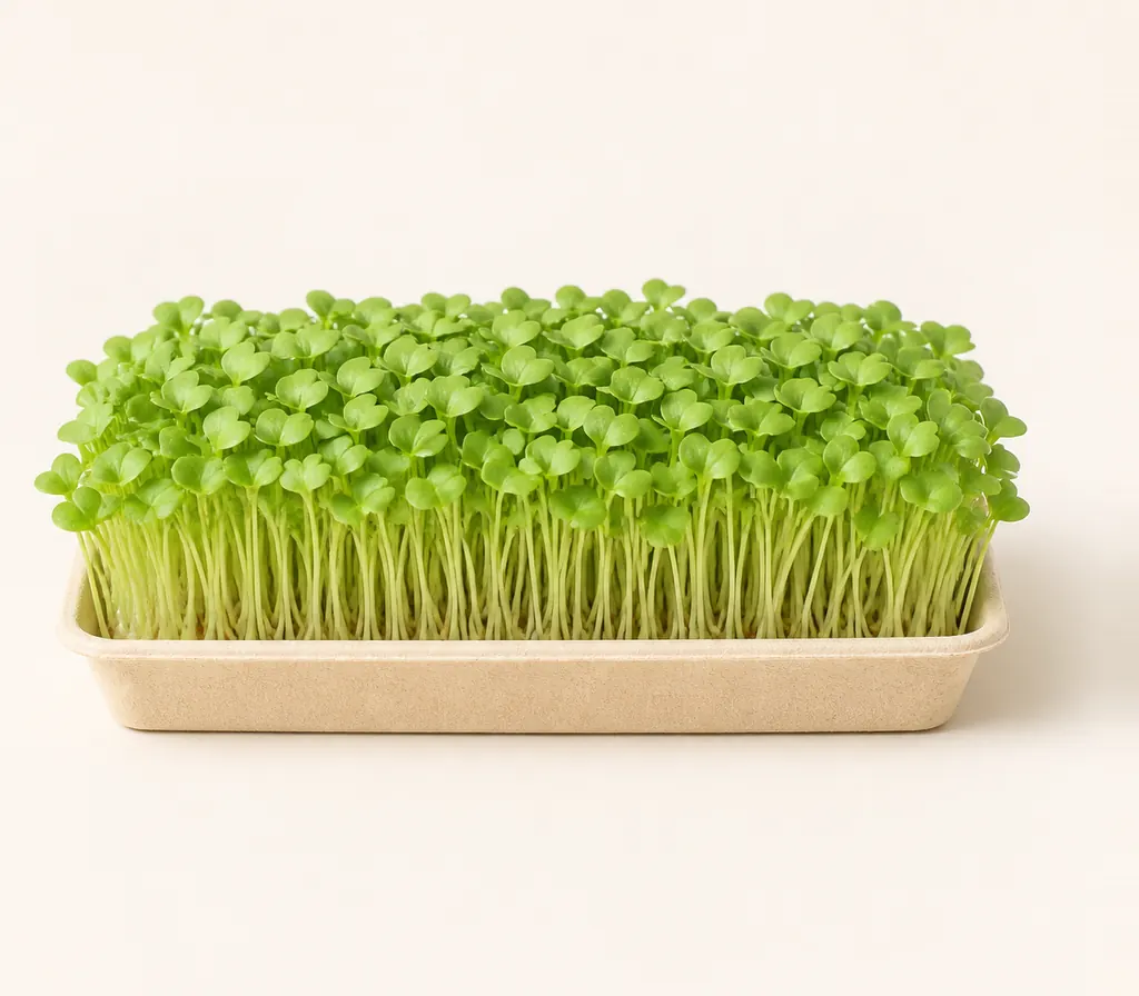 A tray of Chinese Cabbage microgreens at cutting stage
