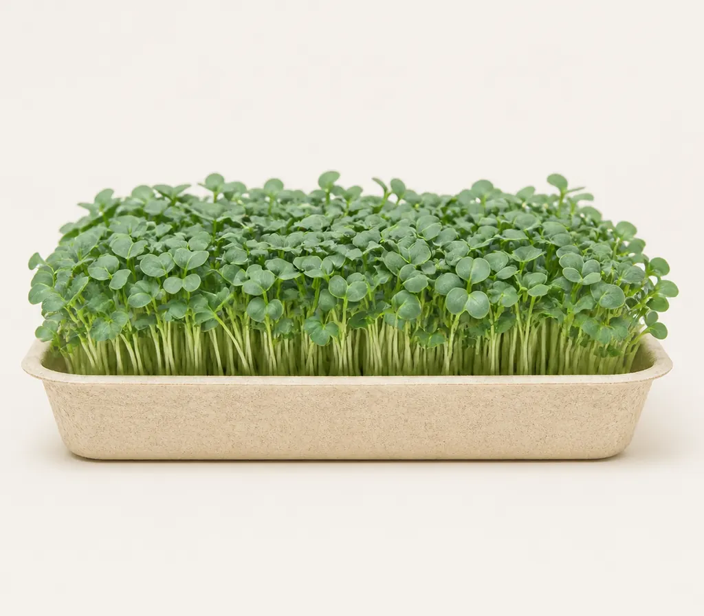 A tray of Kale microgreens at cutting stage