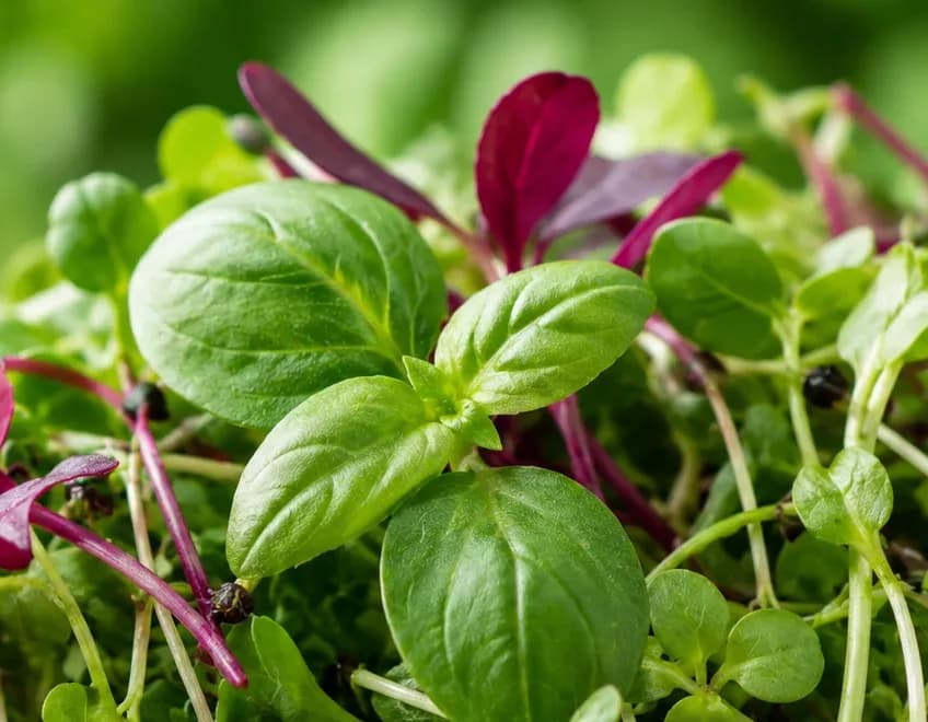 A rosette of green basil leaves at the first true-leaf stage