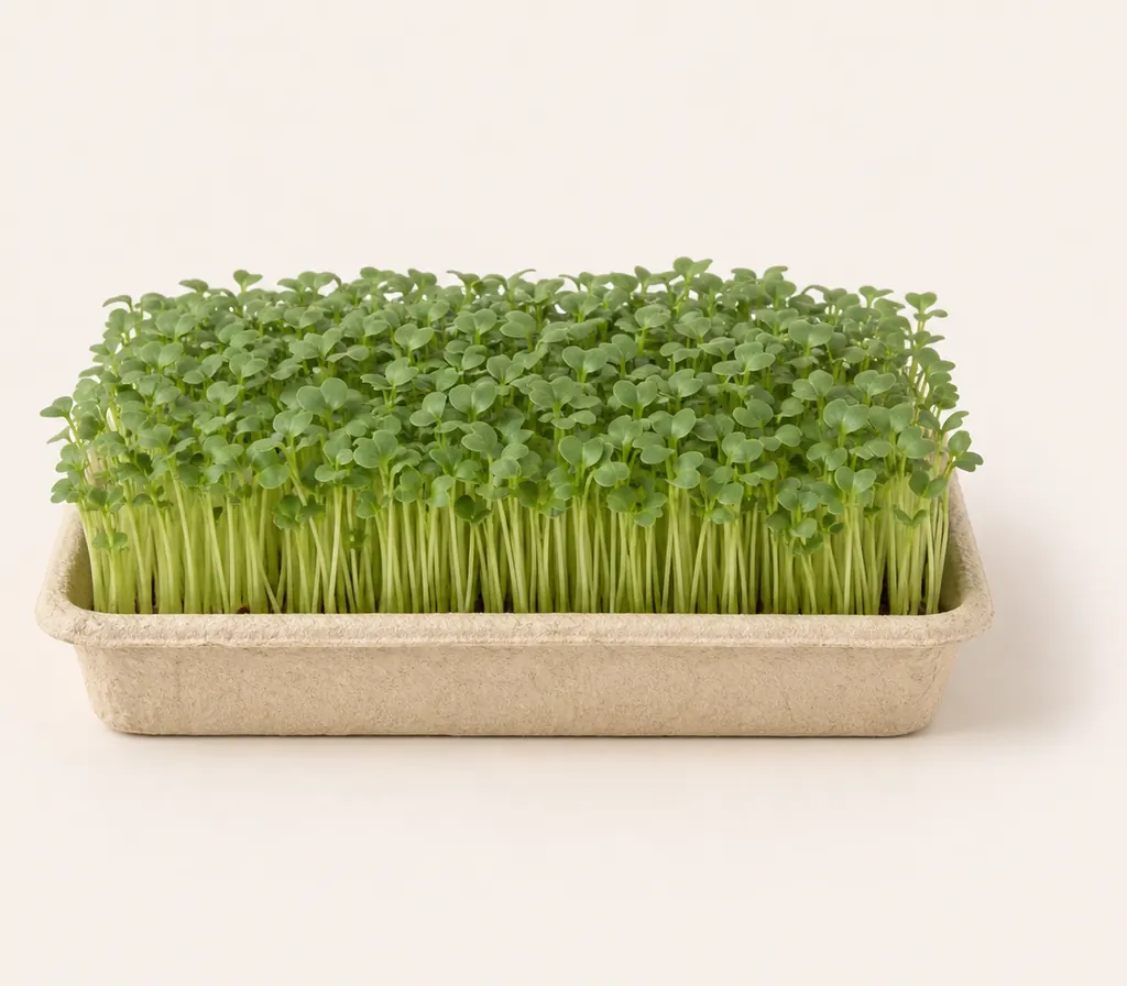 A tray of Mustard microgreens at cutting stage