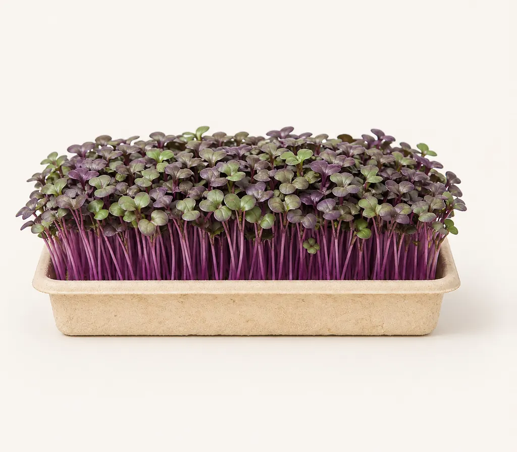A tray of Purple Sango Radish microgreens at cutting stage