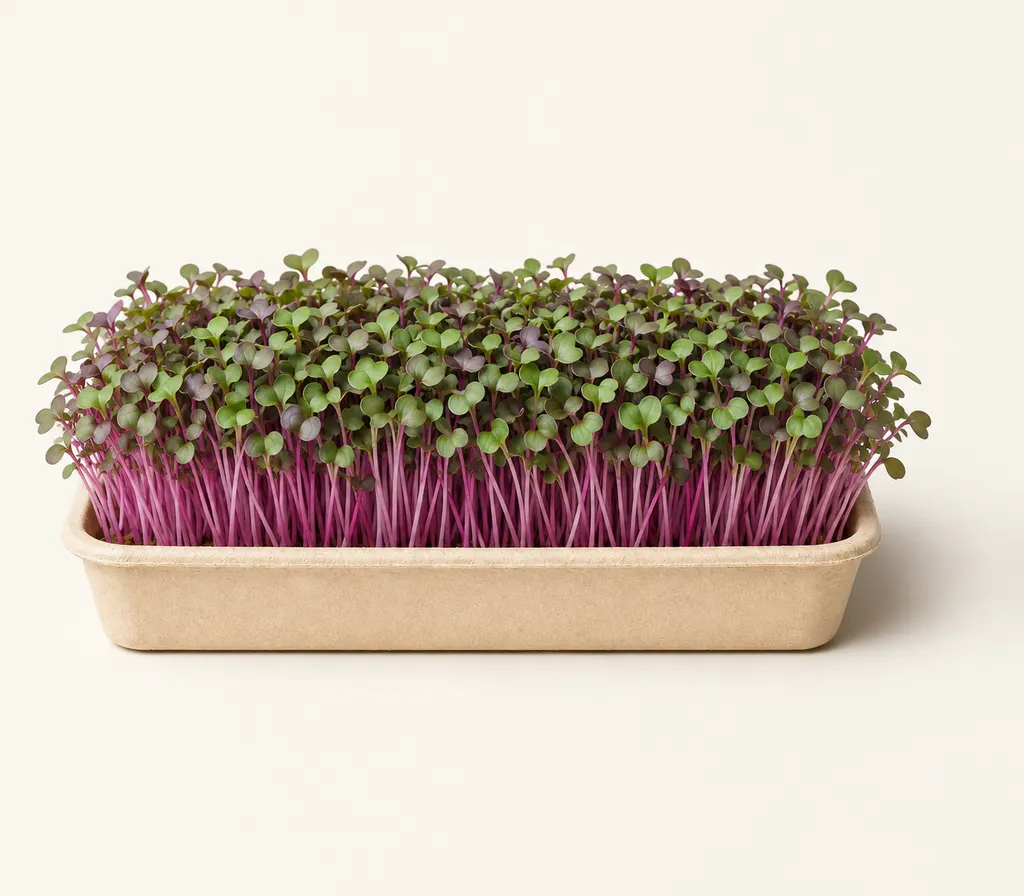 A tray of Red Cabbage microgreens at cutting stage