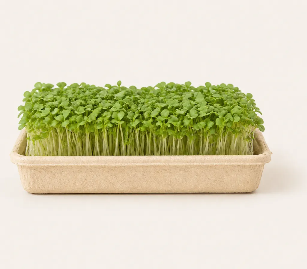 A tray of Turnip microgreens at cutting stage