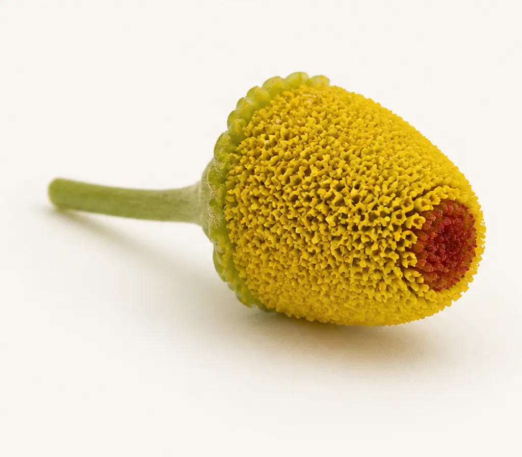 A single Buzz Button blossom, cut for the plate